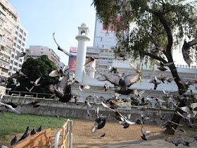 Pigeons taking flight at Kowloon Park