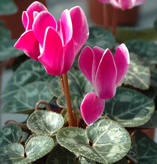 § Gardening Made Simple § How To Plant Winter Bedding Plants