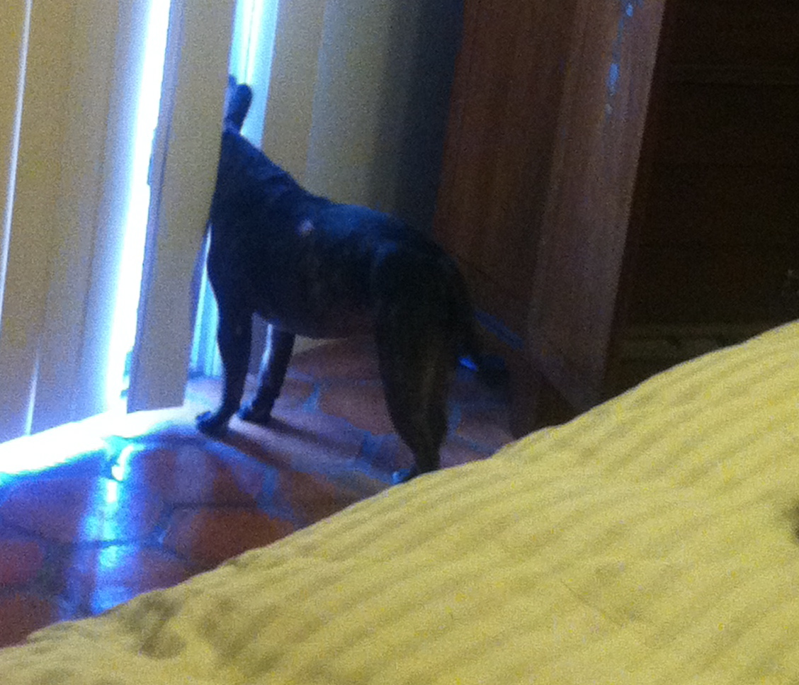 Fighting for Beau's Life Diaper rash cream for dogs?