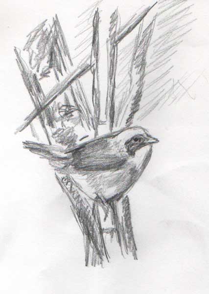 Kat Walk Designs: Nature Journal, Figure and sketch