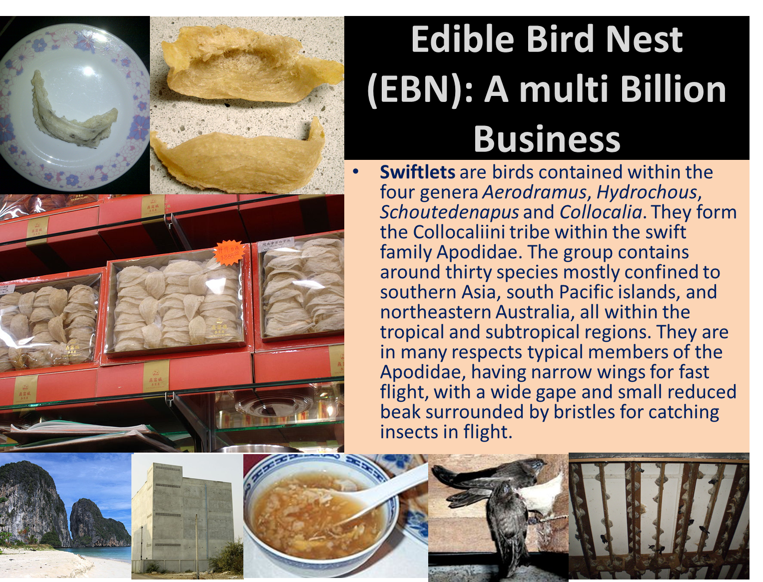 Dr Mat EBN (Edible Birds Nest) A multi billion industry, More money