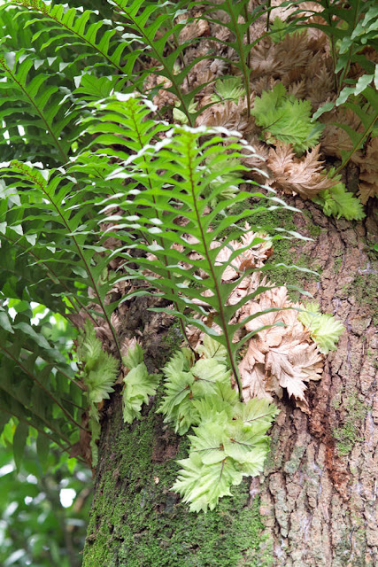 Bổ Cốt Toái sống ký sinh - Drynaria fortunei - Nguyên liệu làm thuốc Chữa Tê Thấp và Đau Nhức