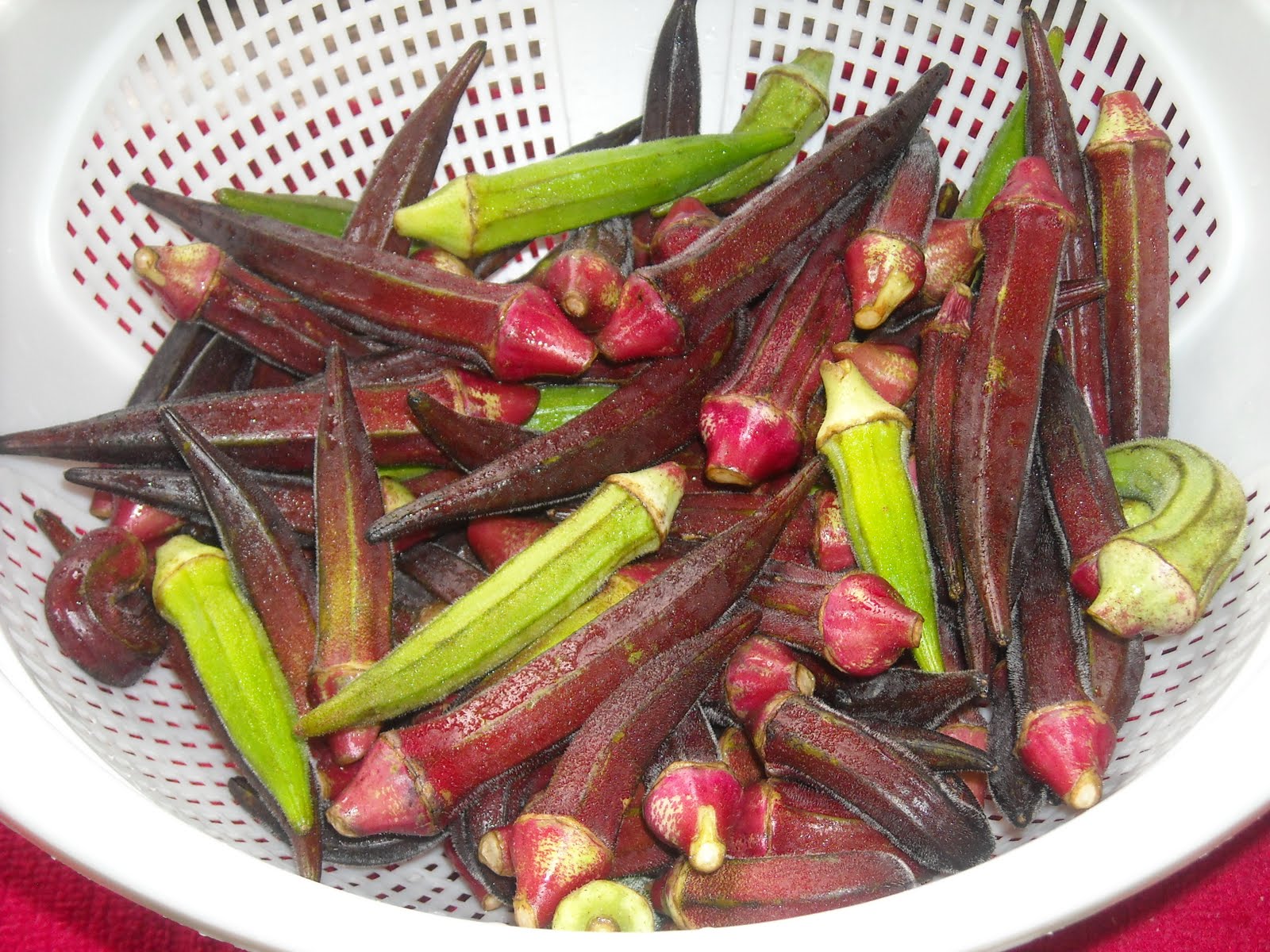 Paperlover123 Organic "Red Burgundy" okra