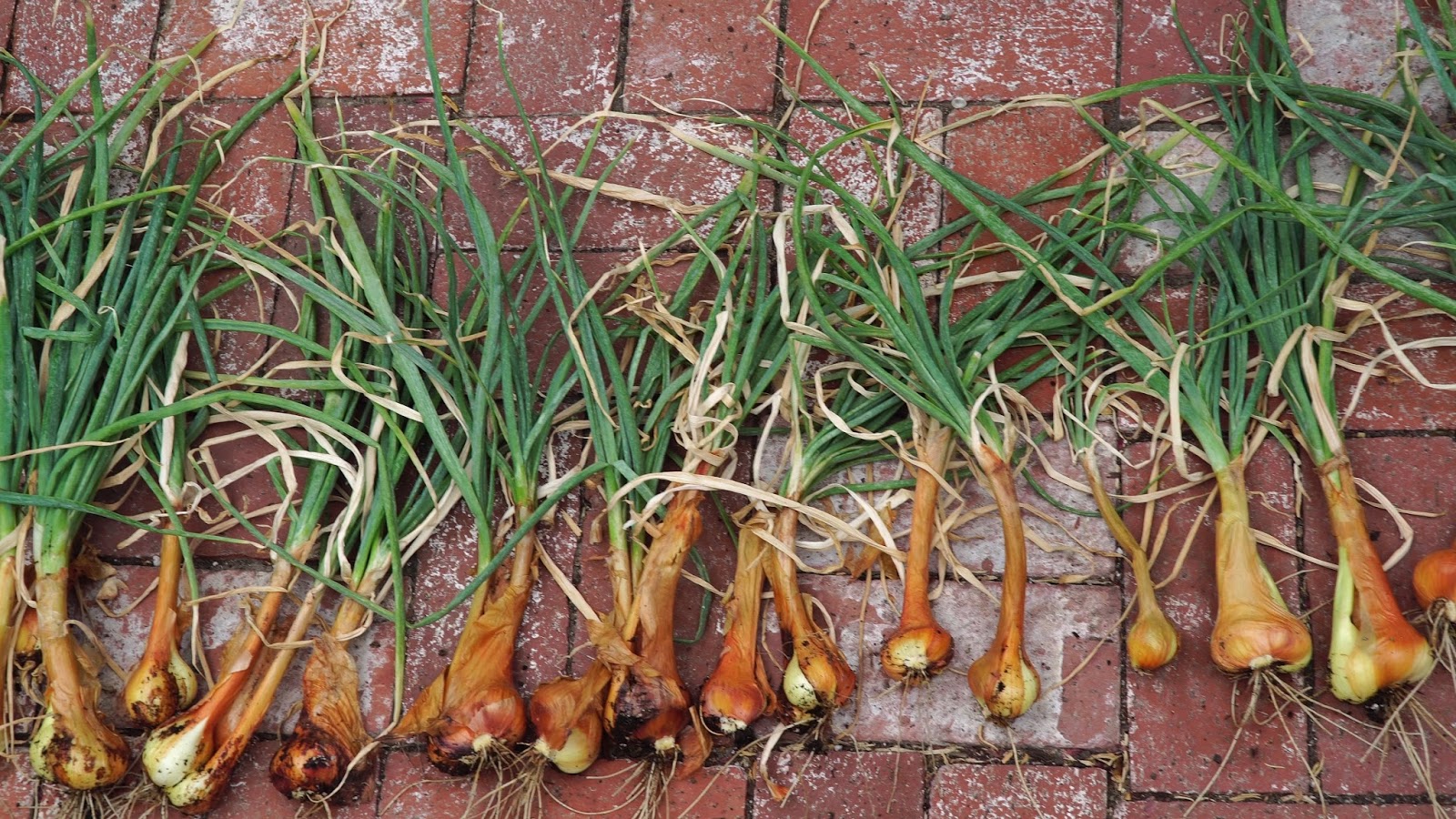 California Gardening Growing Shallots in Containers