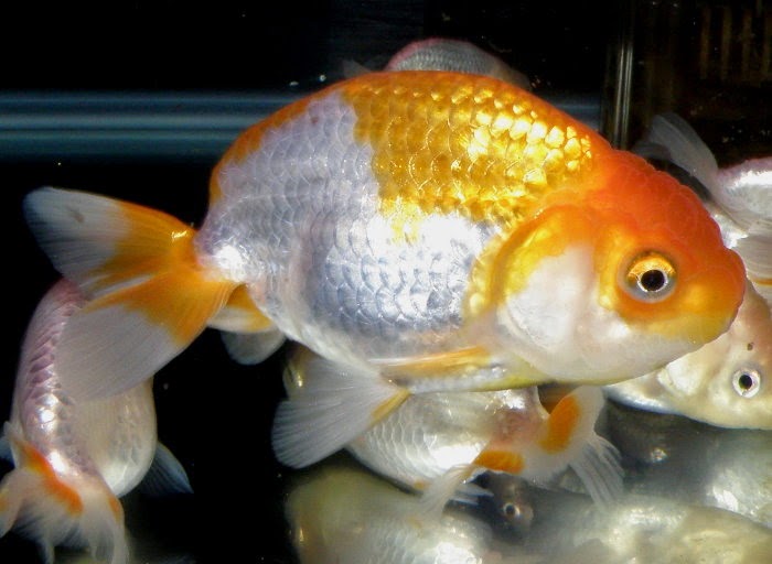 金魚&水族快訊Goldfish & Aquarium Messages: 台產日本蘭壽(Japan ranchu)