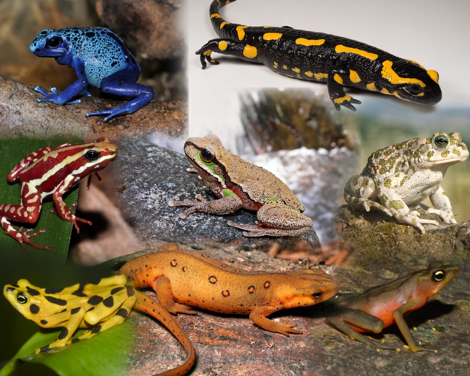 What are Amphibians? The Species of the World in Images