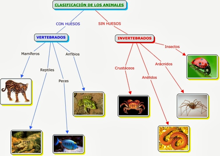 Diferencia entre animales vertebrados e invertebrados
