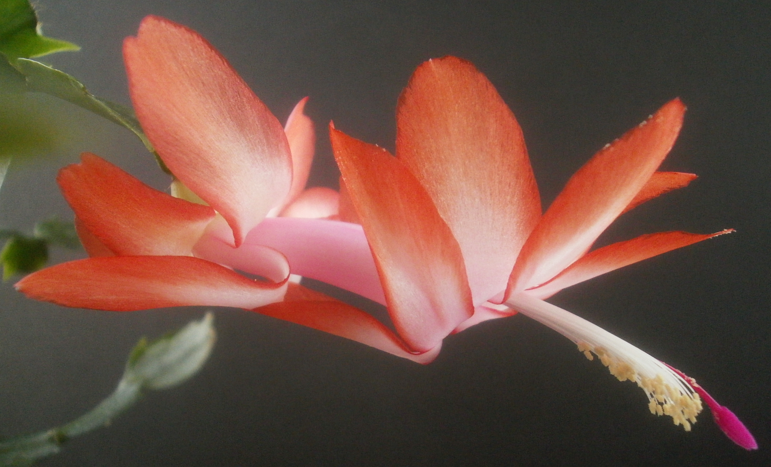 観葉植物の名前 - アンスリウム (Anthurium spp.)