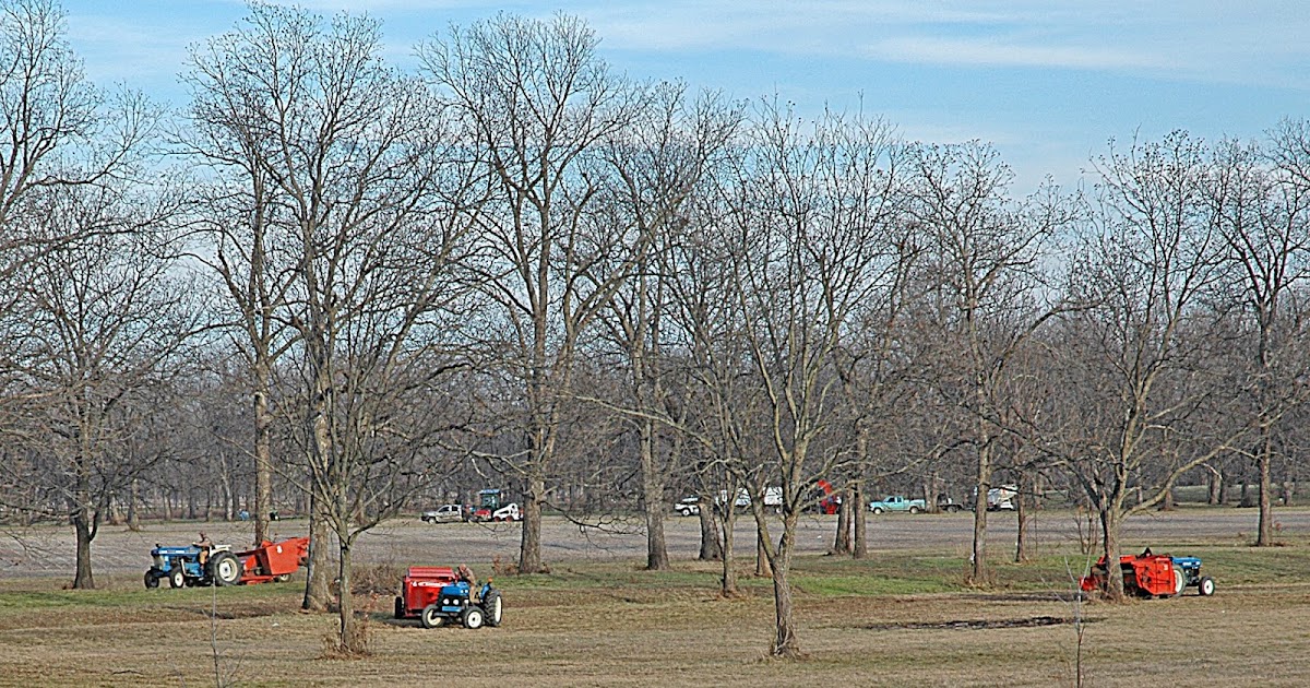 Northern Pecans Pecan yields from a native grove