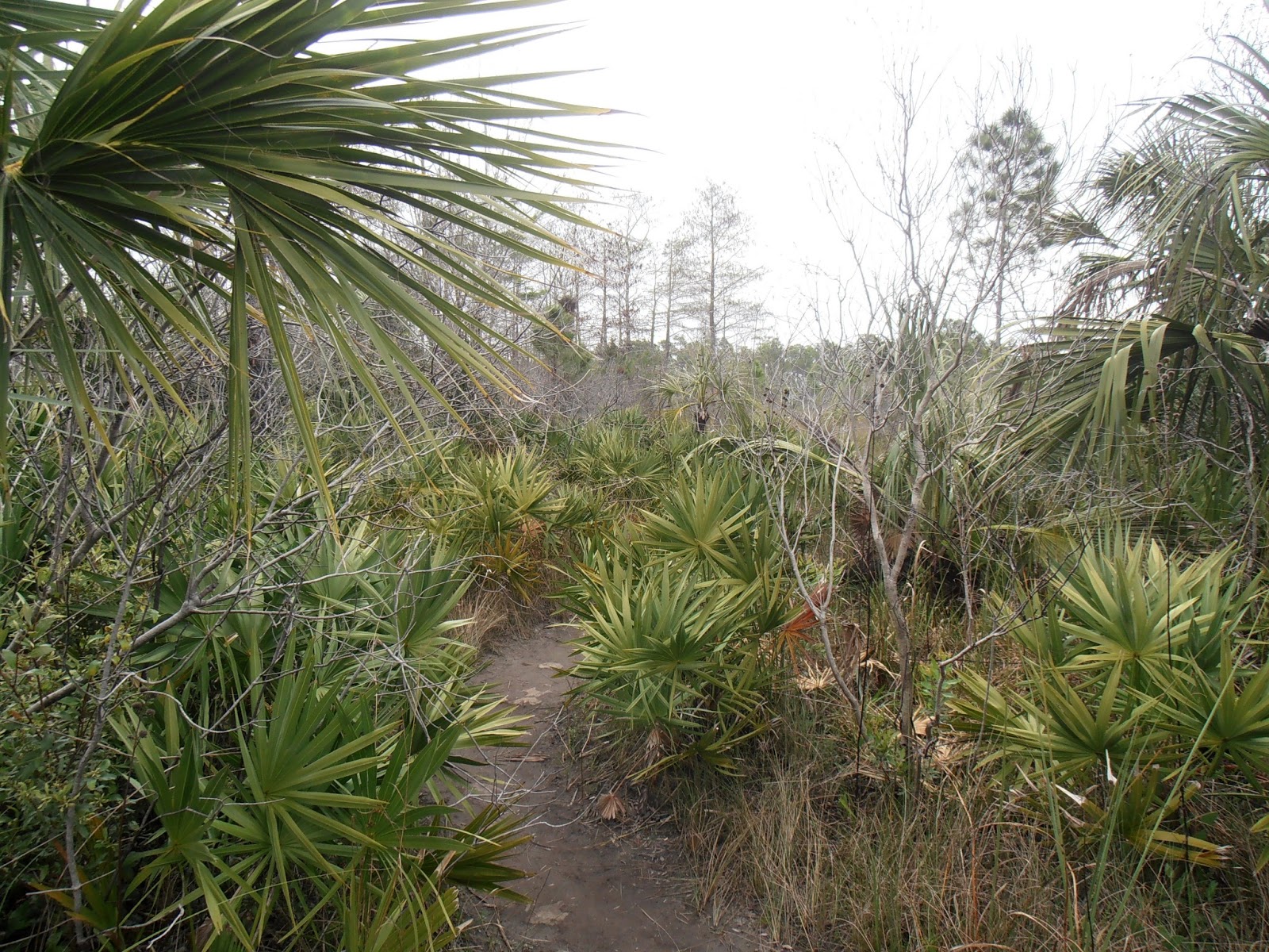 American Travel Journal: Oasis Visitor Center - Big Cypress National