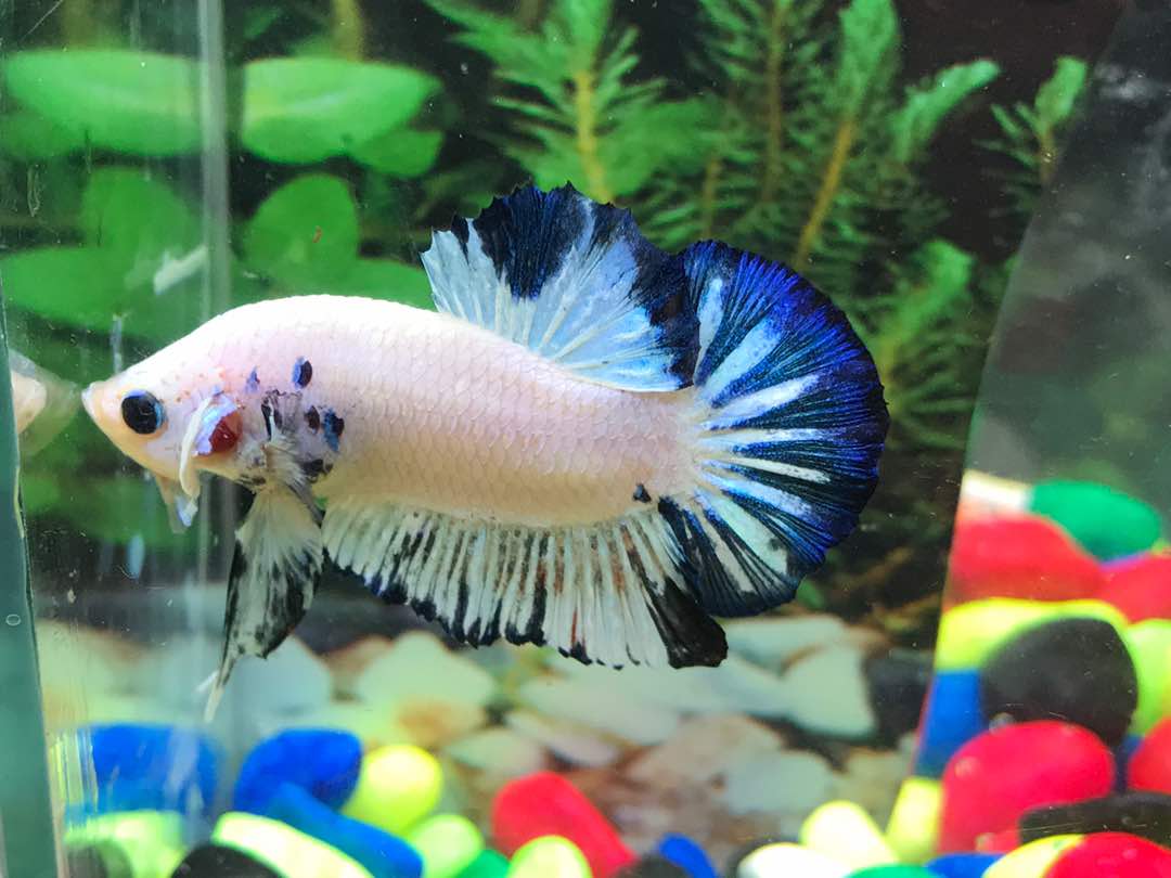 Pembekal Ikan Laga Betta Putrajaya Pembekal Ikan Laga Betta Putrajaya