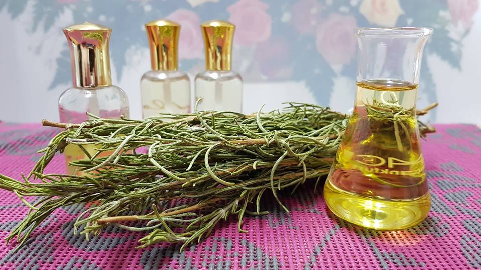 إكليل الجبل أو اليازير Rosmarinus Officinalis