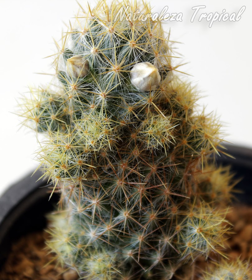 Fotografía de Mammillaria prolifera formando flores e hijuelos