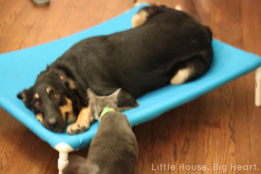 This simple DIY dog bed is the perfect resting place for your pup