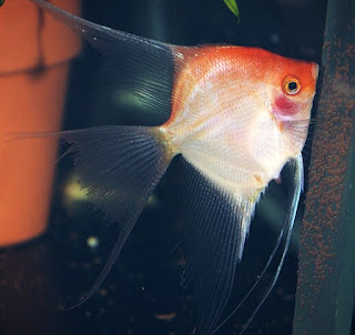 Jenis Ikan Manfish Paling Populer dan Harganya Terbaru