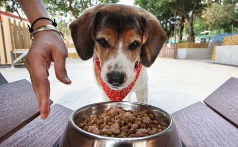 Solid Gold Dog Food Recall Solid Gold Dog Food Recall