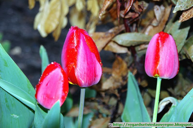 Fleurs de Tulipes