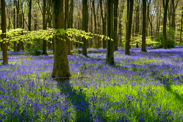 Bluebells at West Woods in Marlborough by Martyn Ferry Photography