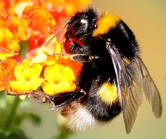 cute honey bee cute honey bee