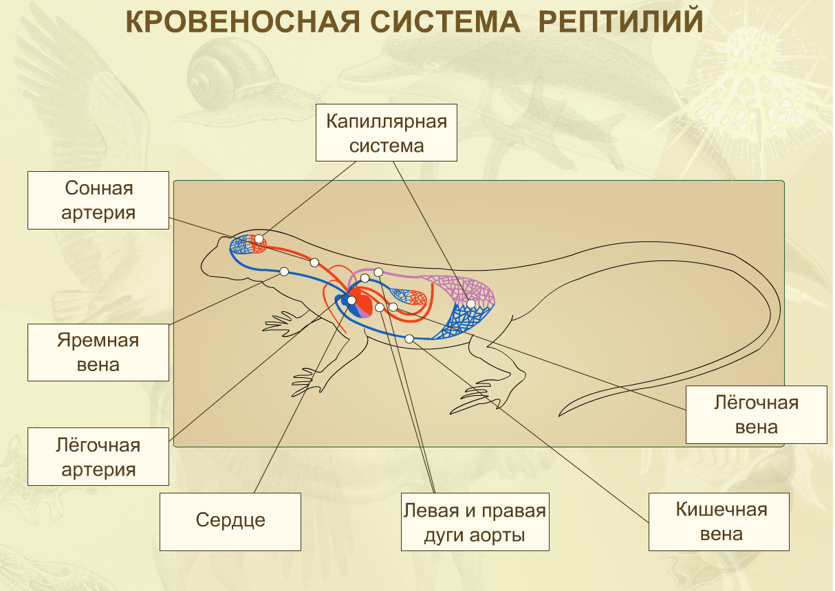 кровеносная система пресмыкающихся схема биология 7 класс. система кровообращения рептилий. класс пресмыкающиеся кровеносная система. строение кровеносной системы и сердца рептилии. кровеносные сосуды пресмыкающихся.