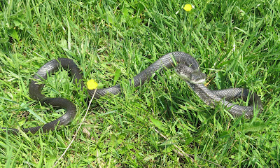 Black Rat Snake 4, Thursday, April 21, 2016, 1:16:23 PM