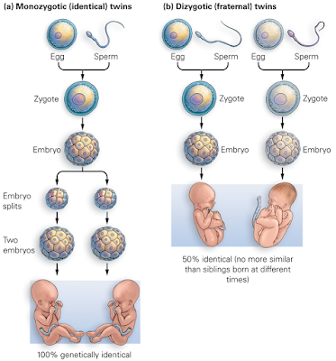Sarah´s Blog: UNIT 3. REPRODUCTION