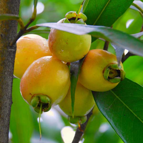11 Manfaat dan Khasiat Buah Jambu Mawar untuk Kesehatan