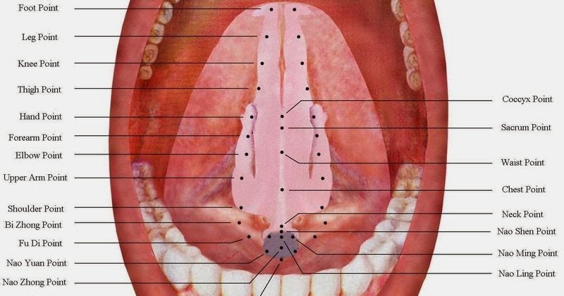 Mouth Anatomy Under Tongue