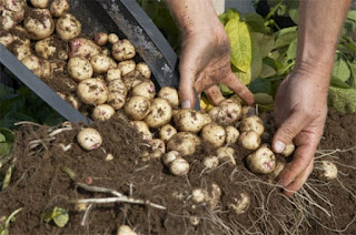 Como-cultivar-45-kg-de-patatas-en-un-barril.jpg