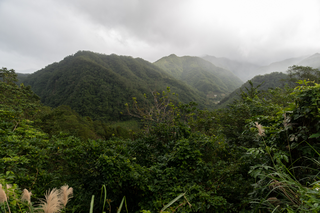 Tea Masters The consequences of a warm and humid winter season