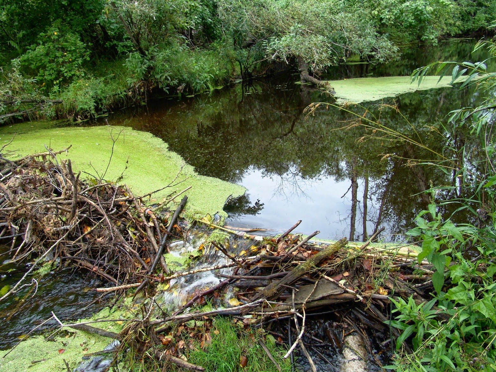 Зачем бобры строят плотины
