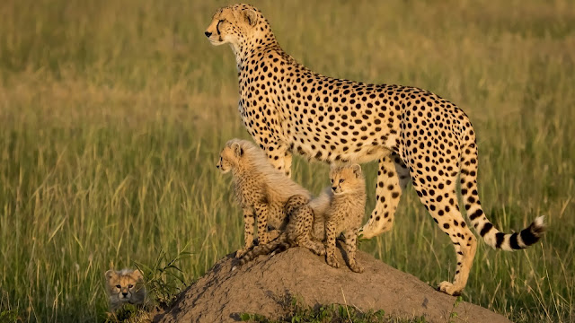 Mama guepardo con sus cachorros