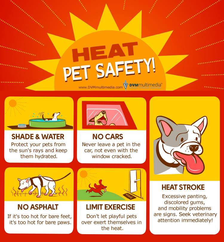 Preventing Heat Stress in Dogs Australian Dog Lover