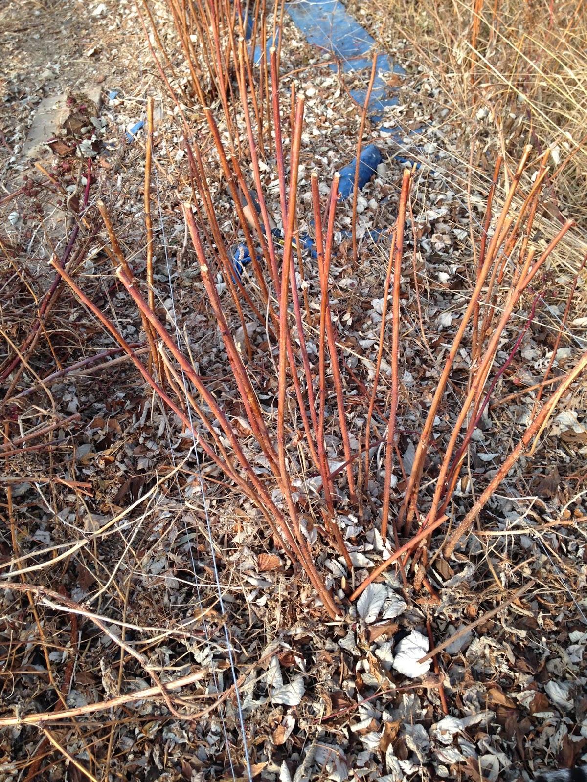 Fitzgerald's Family Farm Raspberry Pruning Time