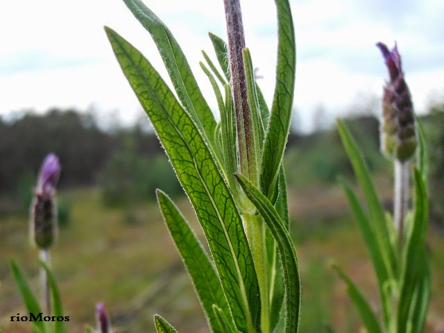 ALHUCEMA: Lavandula stoechas | Plantas rioMoros