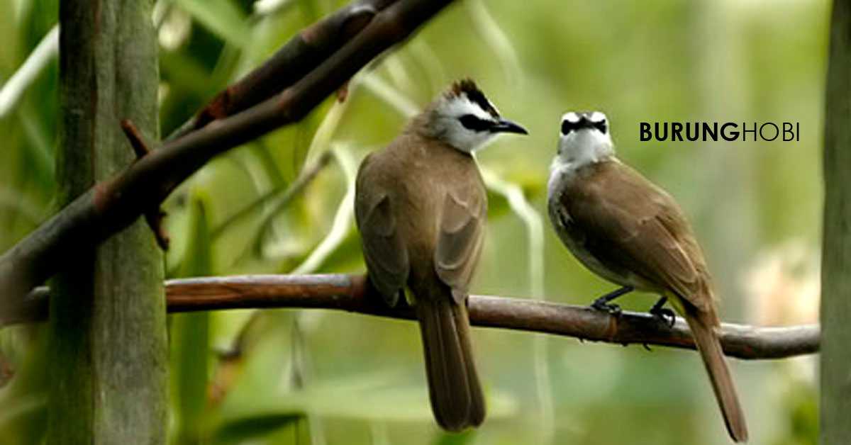 Cara Paling Mudah Membedakan Trucukan Betina Dan Jantan Ciri