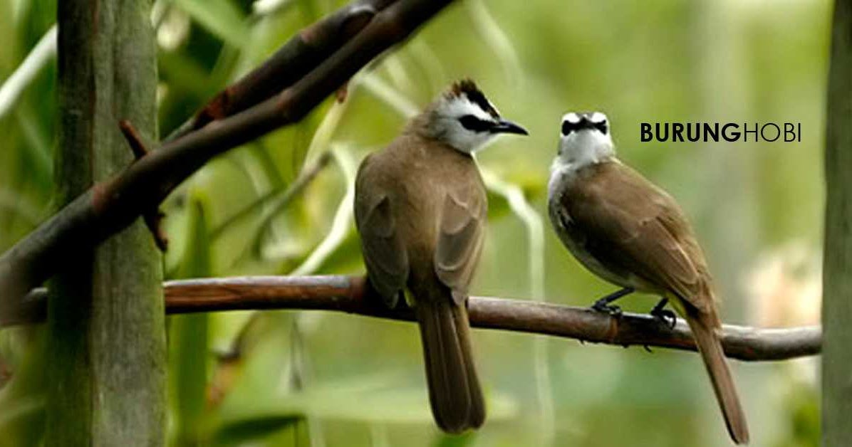 Cara Paling Mudah Membedakan Trucukan Betina dan Jantan