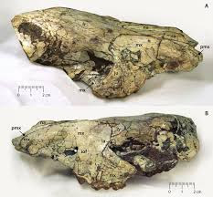 Miocene mammals