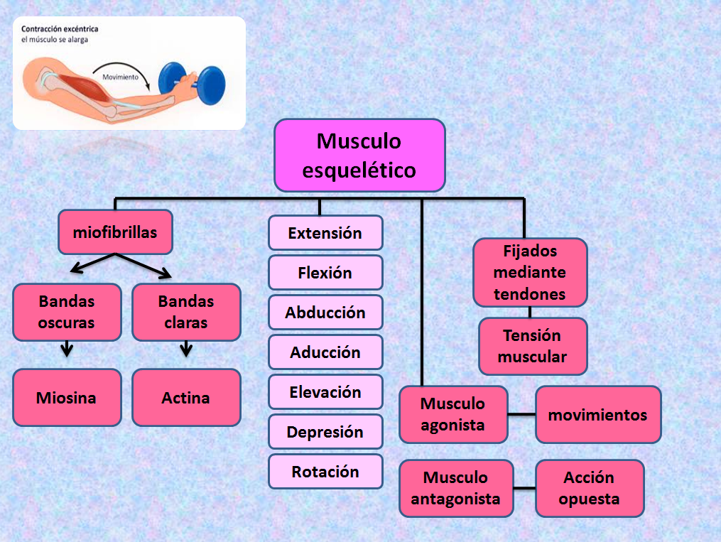 fisiología basica: Musculo esqueletico