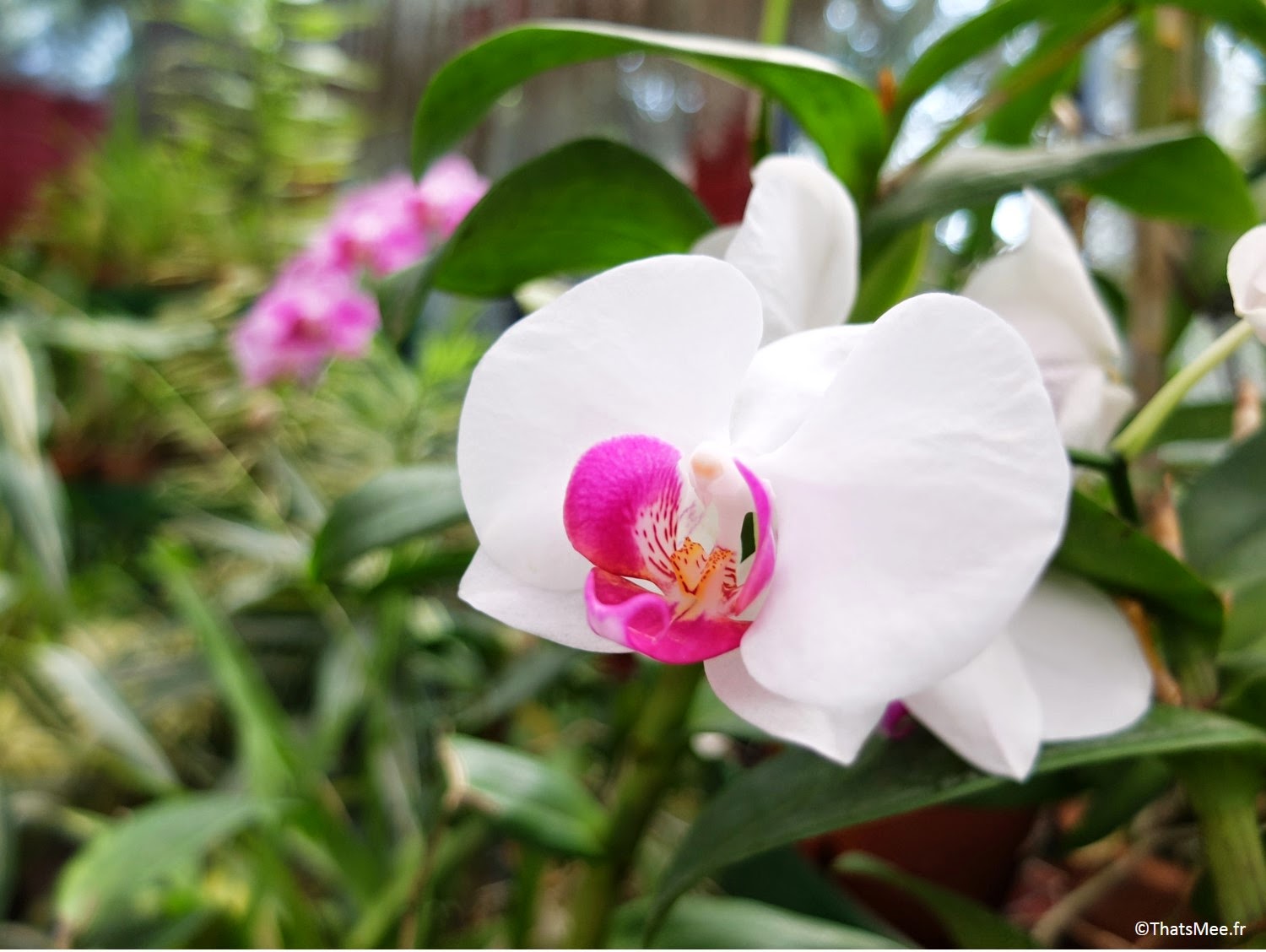 orchidées Jardin Botanique britannique Kandy, Sri-Lanka quartier universités