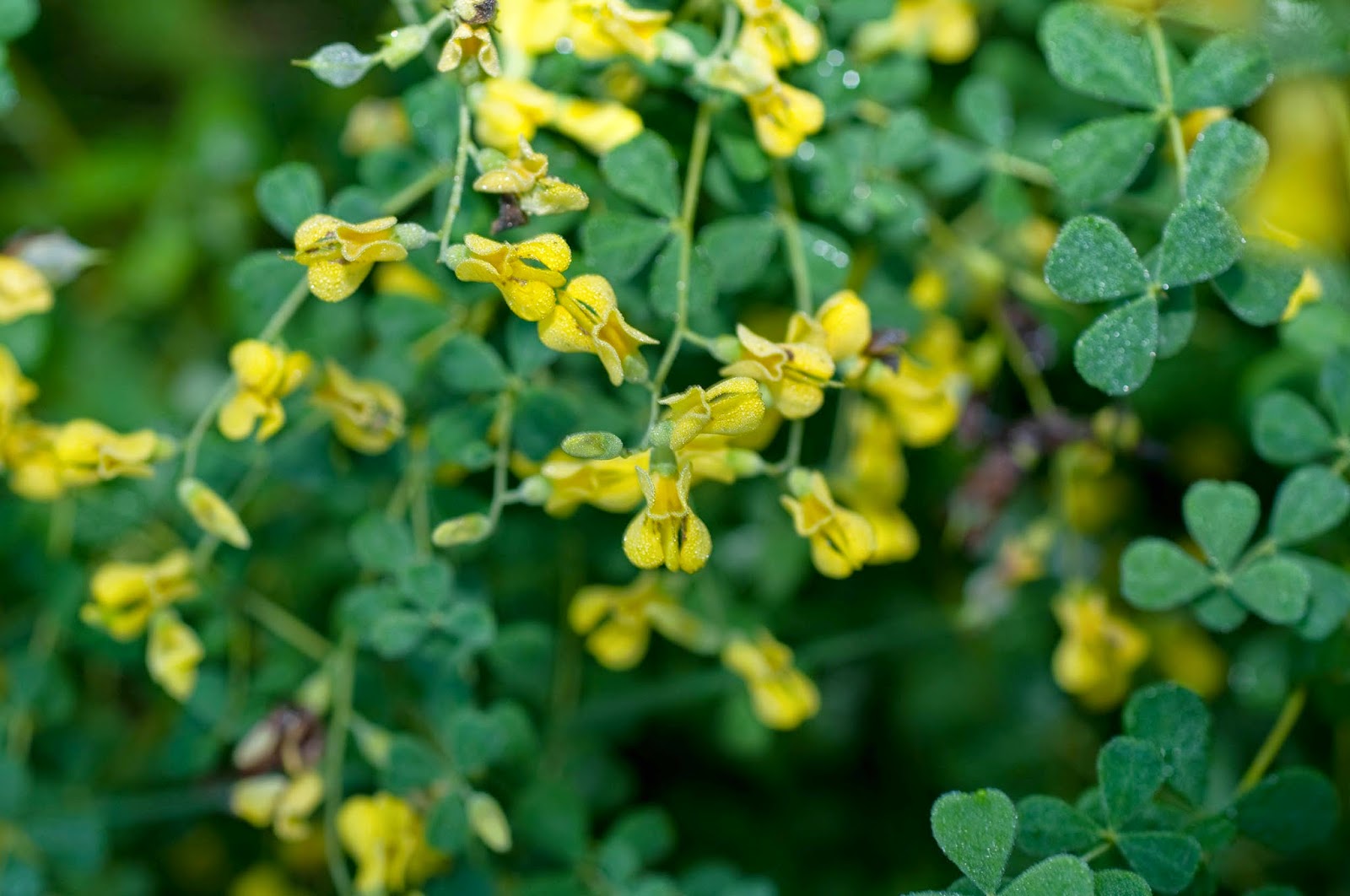Materia Medica Folio Baptisia tinctoria