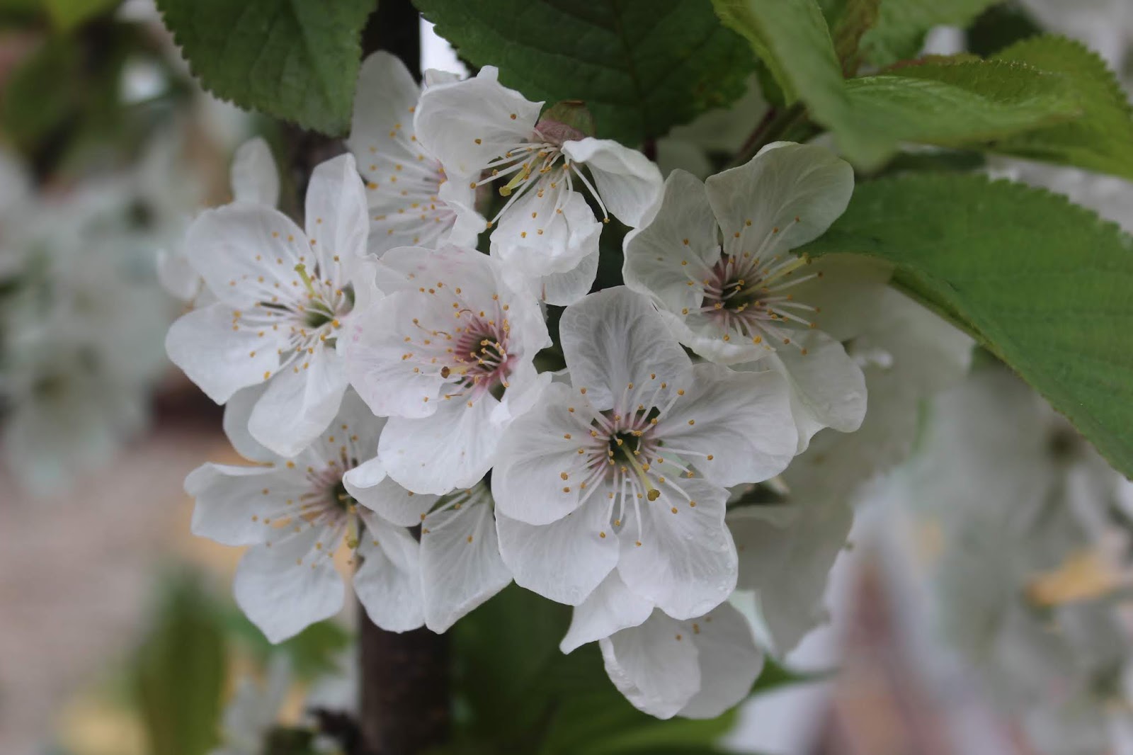 Музыка цветущего сада. Цветущий вишневый сад. Дыхание цветущей вишни. Цветущая вишня Ренуар. Цветущий вишневый сад фото.