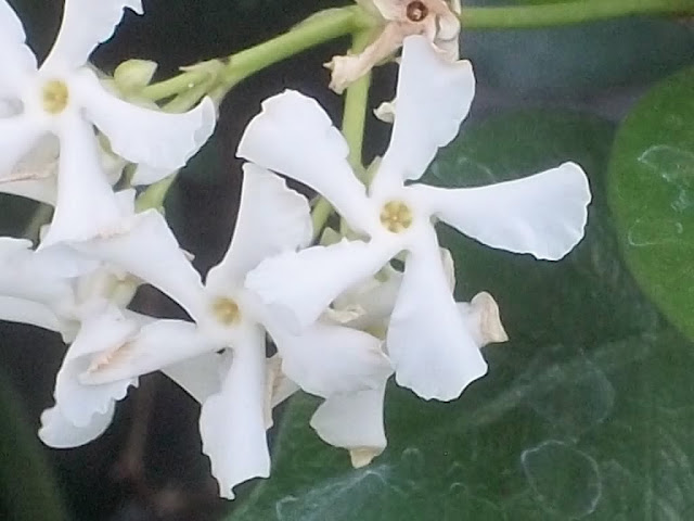 An image of my homegrown White-Star Jasmine