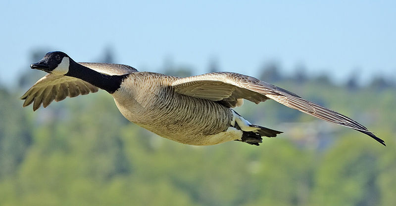 鶏の卵は鳥の生理ですか?