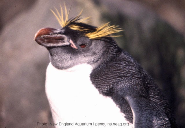 Penguin Blog: Macaroni vs. rockhopper penguins