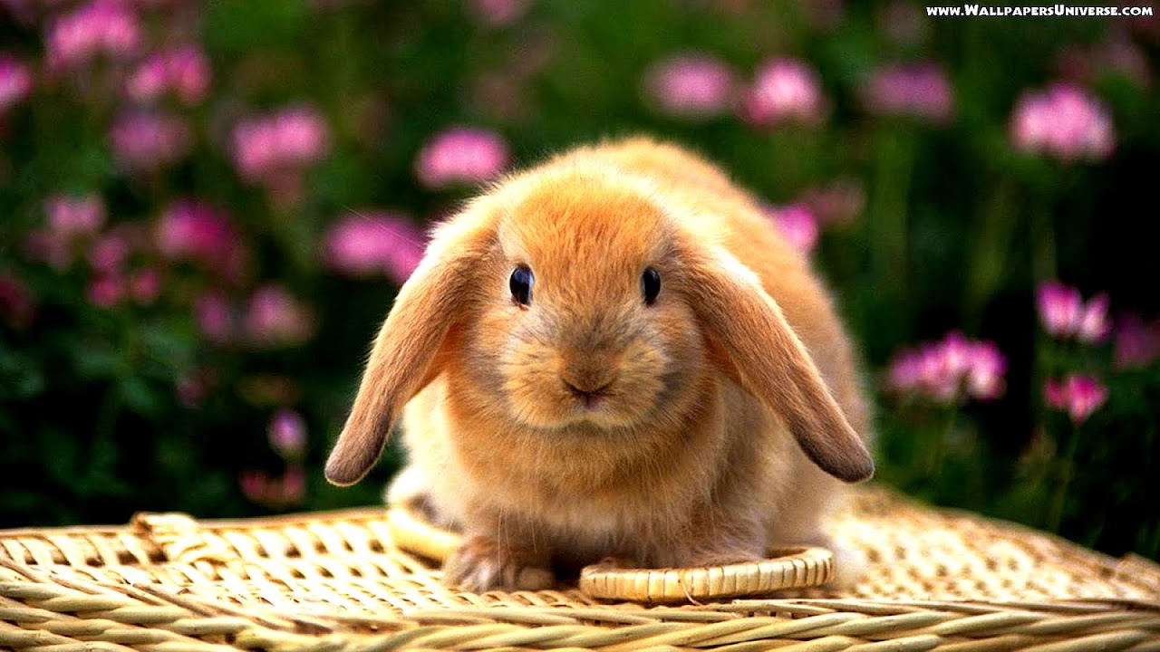 Cute Easter Pictures With Rabbits - Cute Choices
