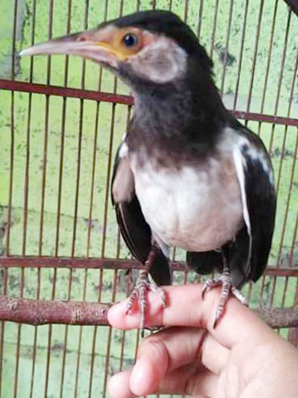 Zona Tips Indonesia Cara Merawat Jalak Suren Agar Cepat Gacor