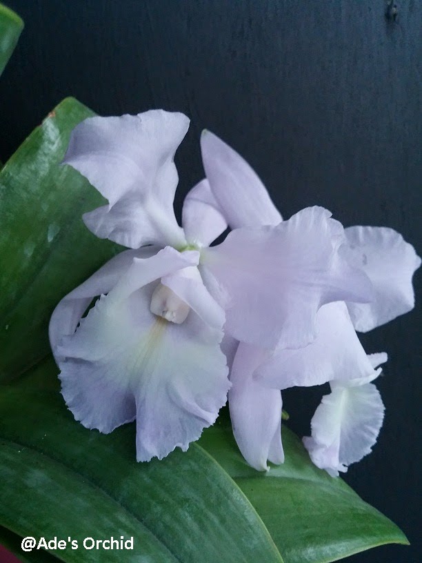 Ade's Orchid Cattleya Sea Breeze "Blue Ribbon"