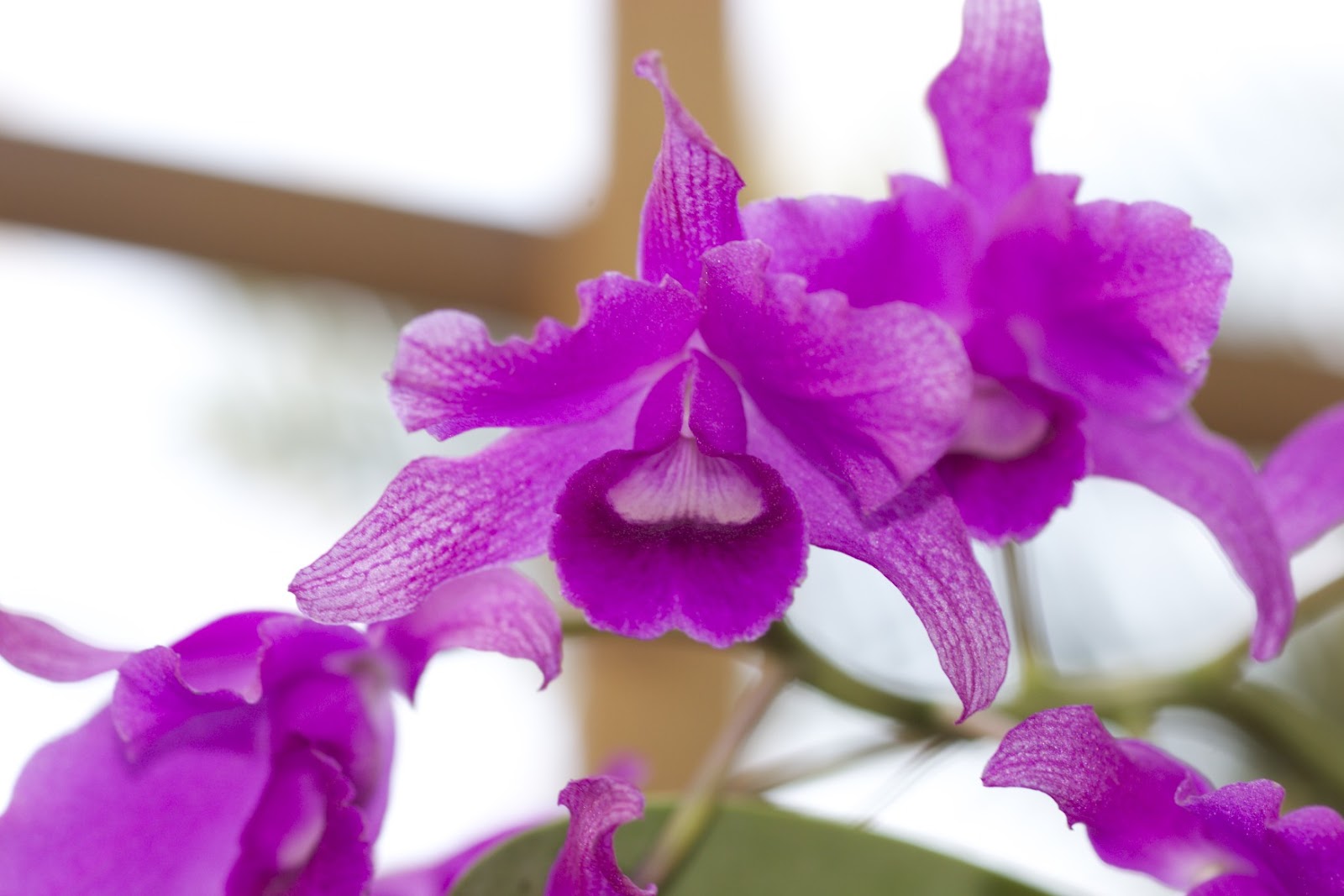 groupon phoenix botanical garden