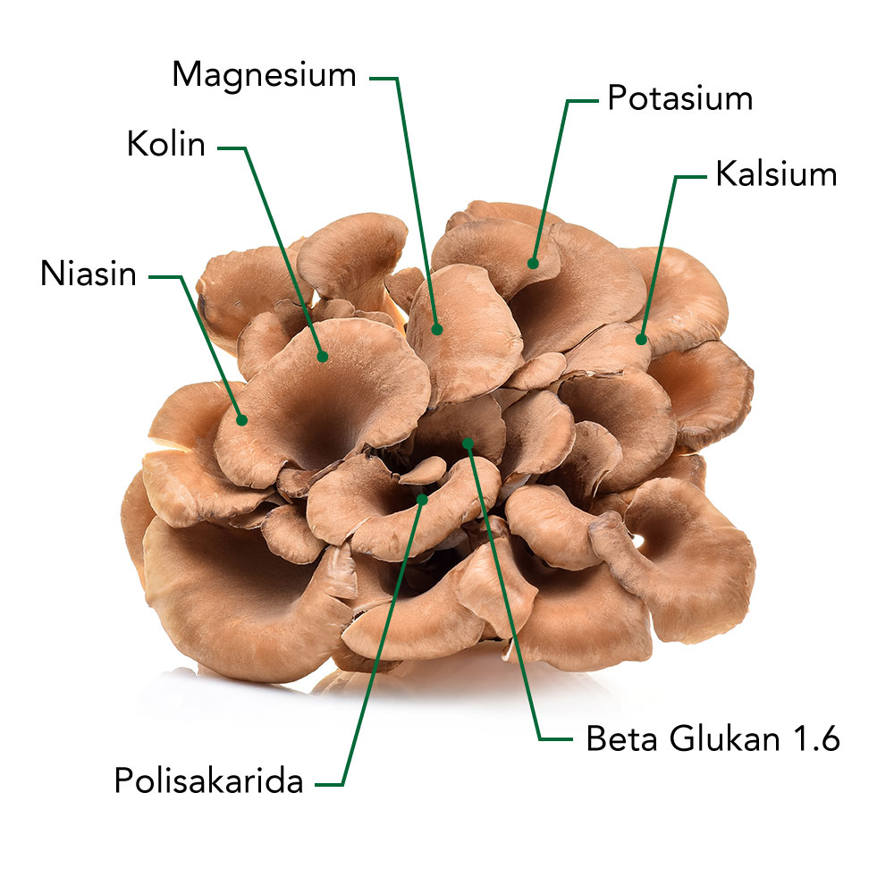 HIDUP SEHAT & BAHAGIA Jamur Maitake, manfaat dan khasiat lawan Kanker